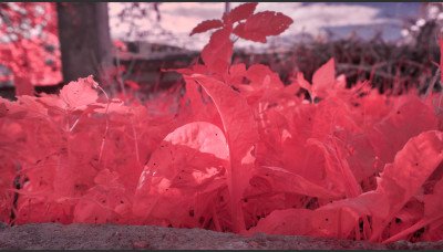 For Sale Full Spectrum Converted Sony NEX-6 Refurbished