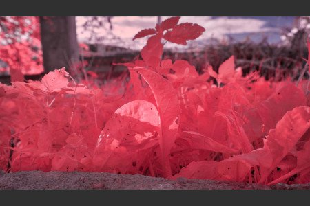 For Sale Full Spectrum Converted Sony NEX-6 For Sale Full Spectrum Converted Sony NEX-6