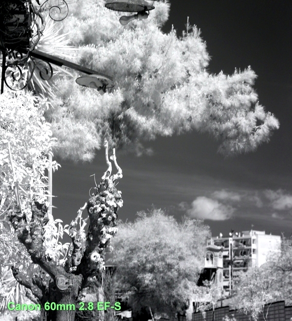 Infrared picture of a tree. 