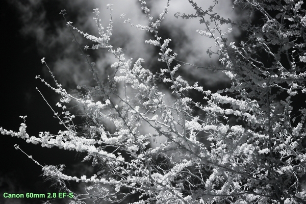 Infrared picture of a tree.